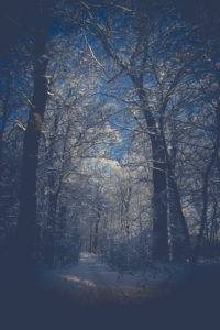 winter landscape winter landscape